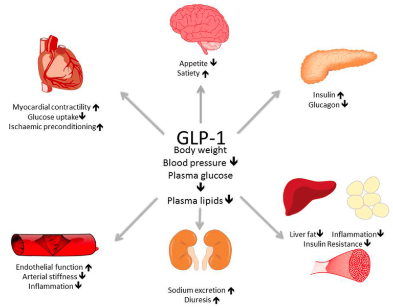 The Role of GLP-1 and GIP Receptors in Weight Management